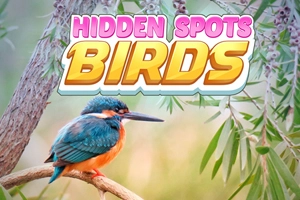 Hidden Spots - Birds